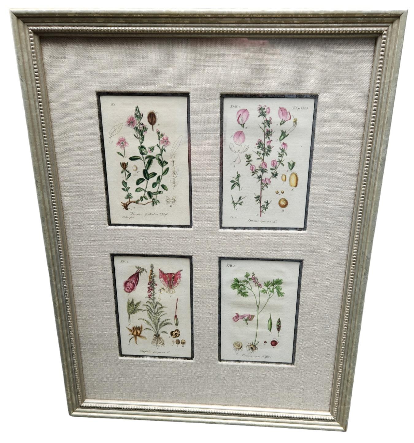 Lithographies botaniques du 19e siècle teintées à la main - 12 disponibles en vente 6