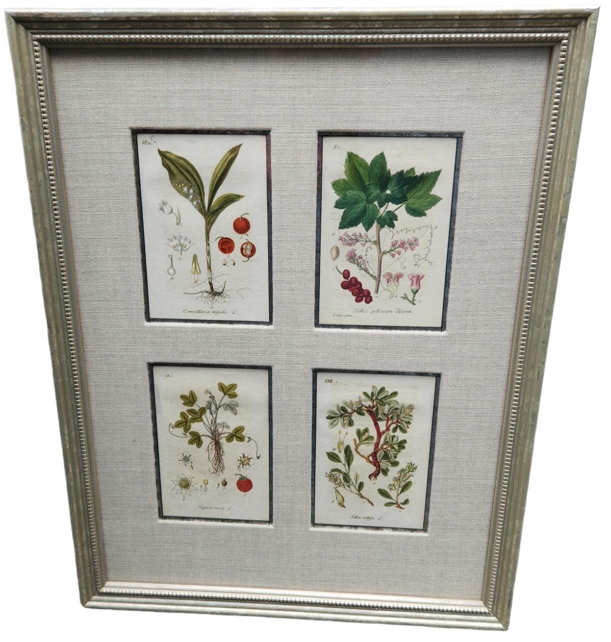 19th Century Hand Tinted Botanical Lithographs - 12 Available For Sale 8