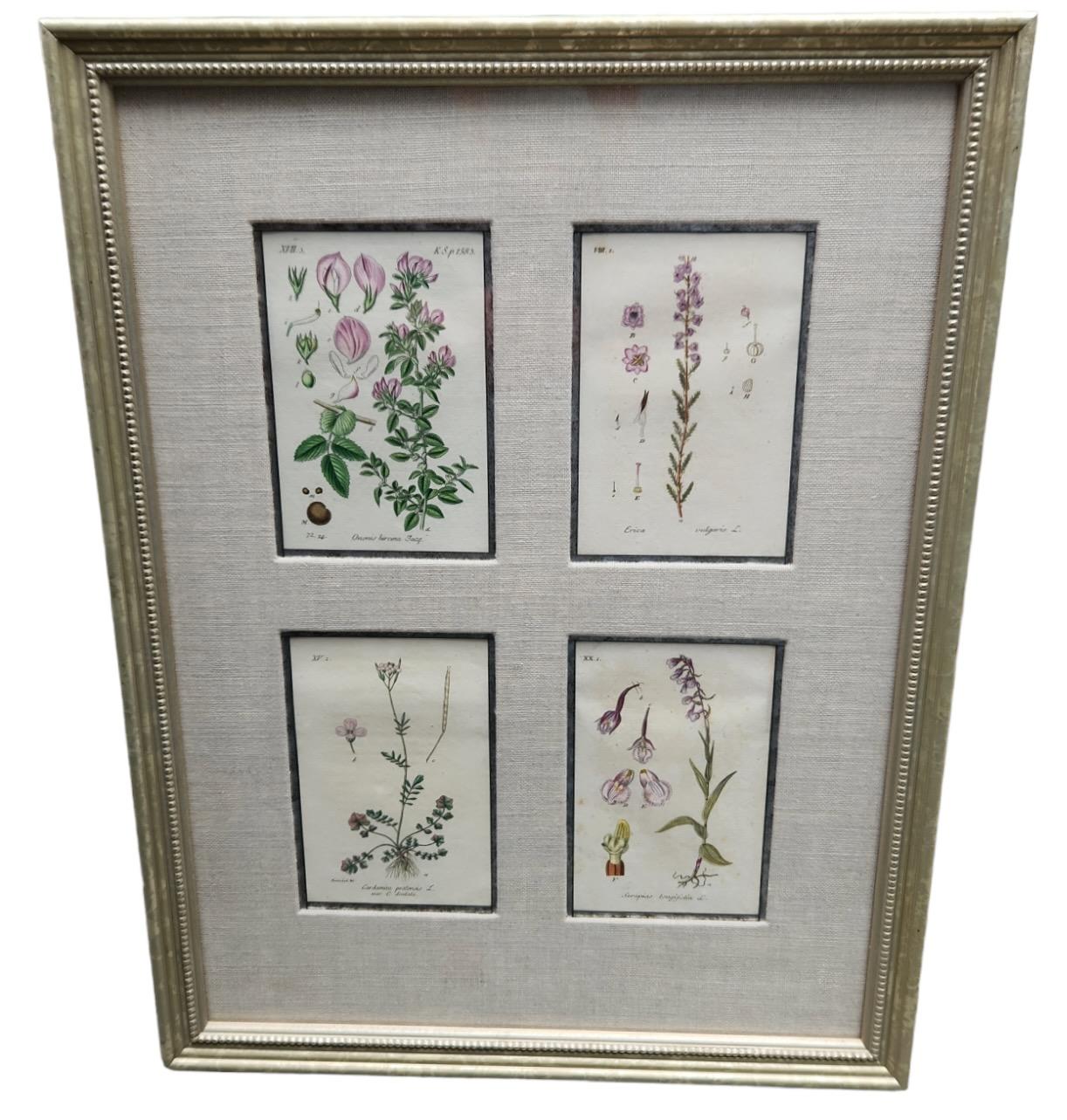 Lithographies botaniques du 19e siècle teintées à la main - 12 disponibles en vente 8