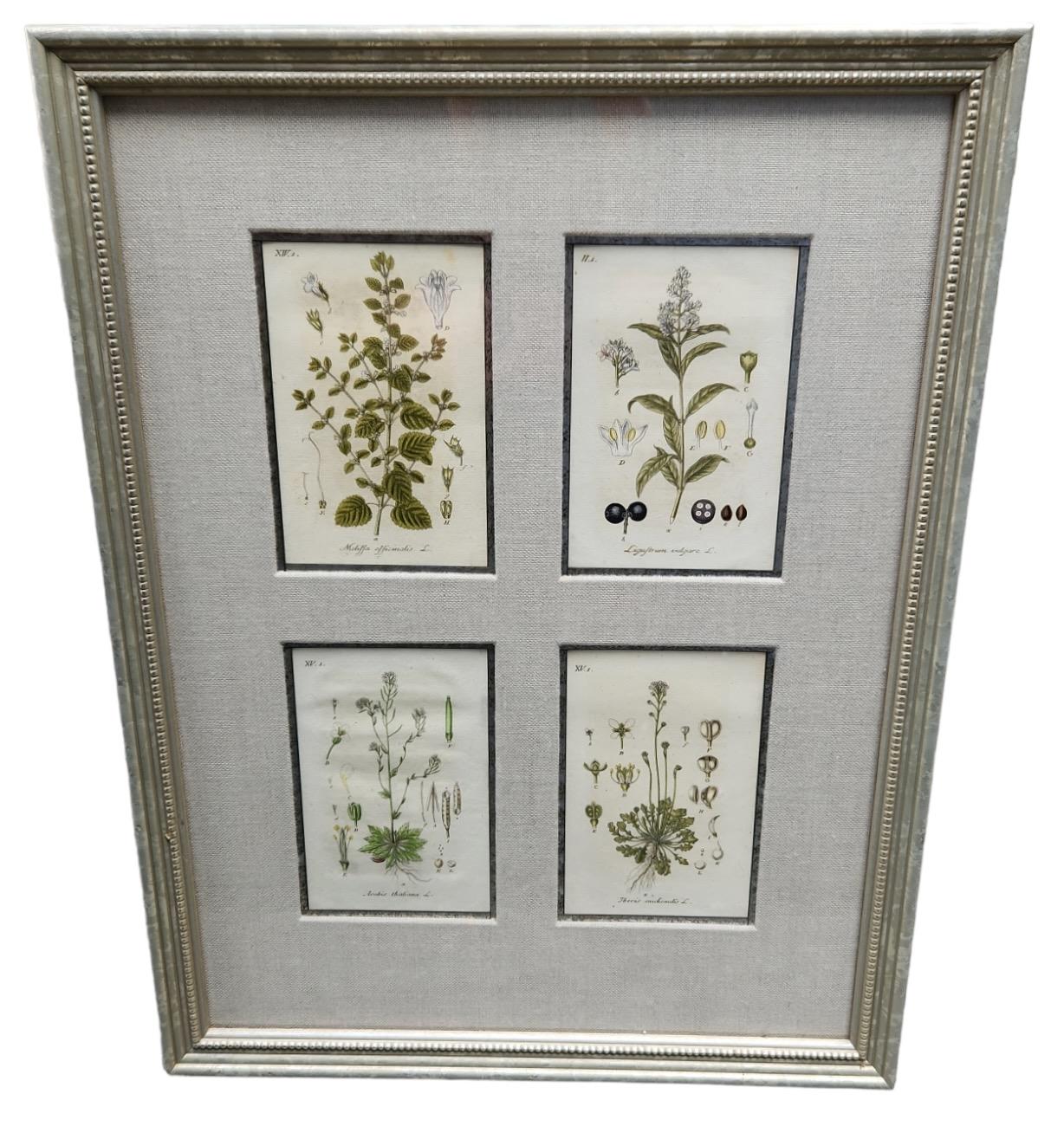 Néoclassique Lithographies botaniques du 19e siècle teintées à la main - 12 disponibles en vente