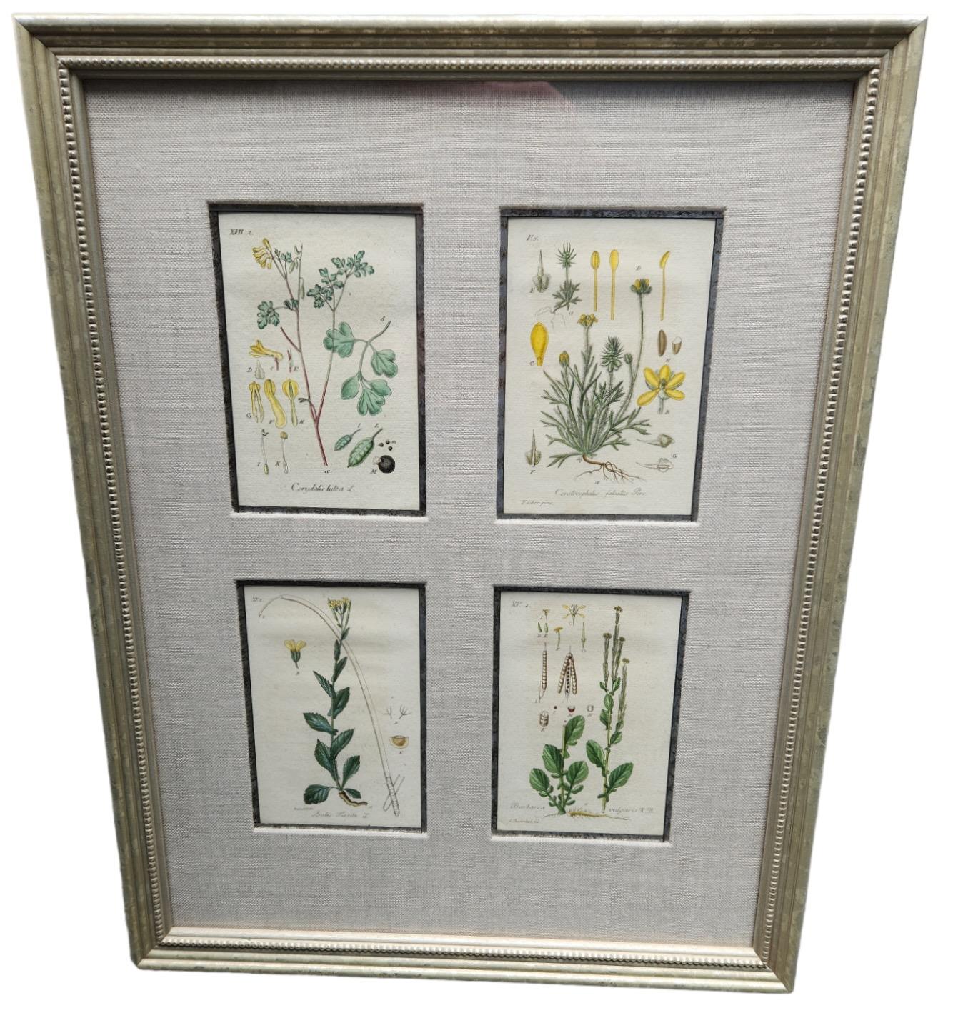 19th Century Hand Tinted Botanical Lithographs - 12 Available For Sale 2
