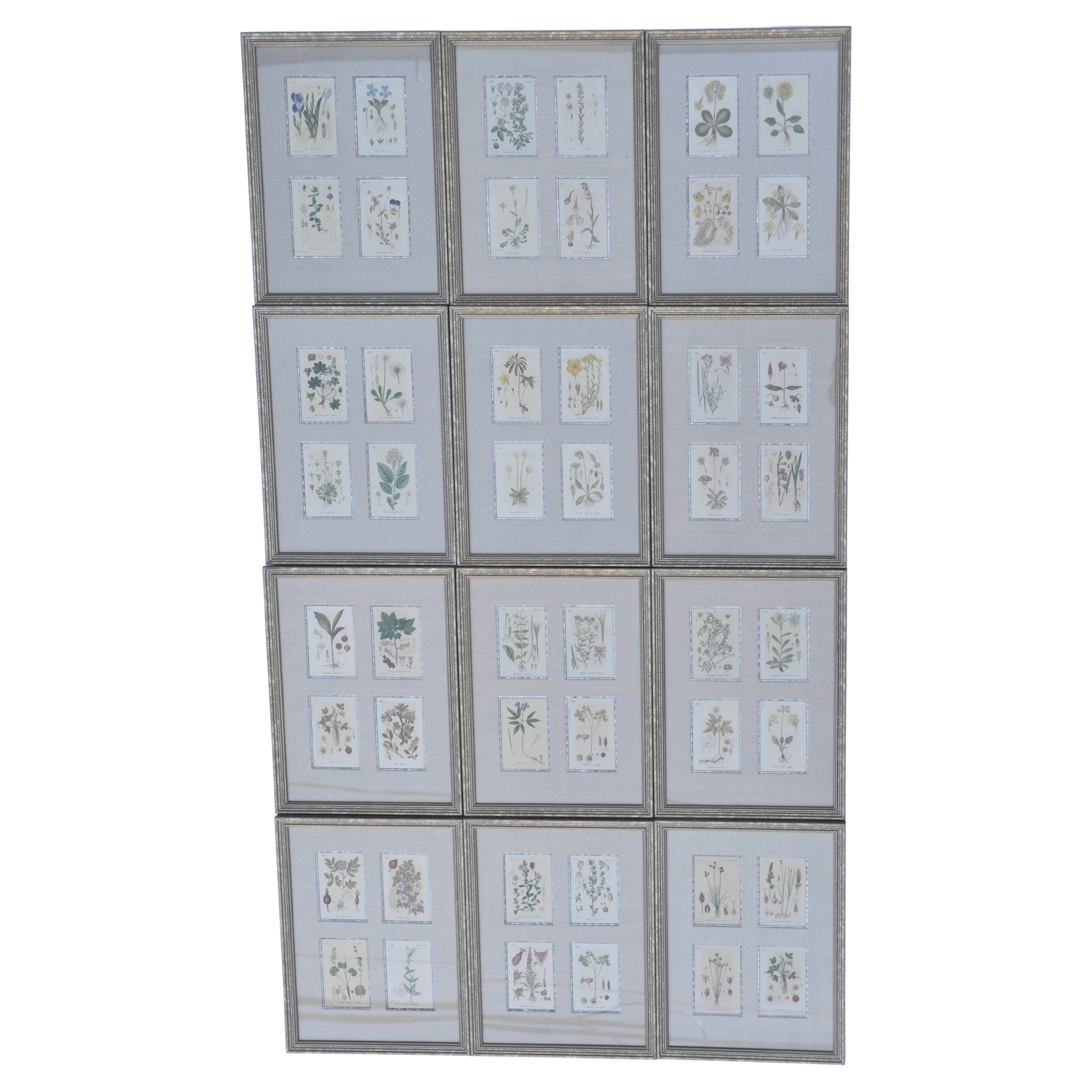 Litografie botaniche dipinte a mano del XIX secolo - 12 disponibili