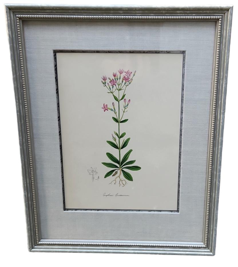 19th Century Hand Tinted Botanicals - 34 Available For Sale 3