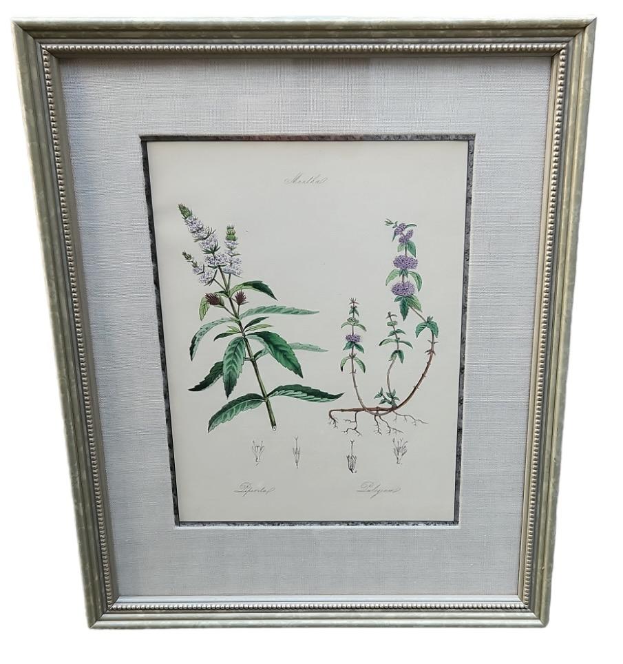 19th Century Hand Tinted Botanicals - 34 Available For Sale 4