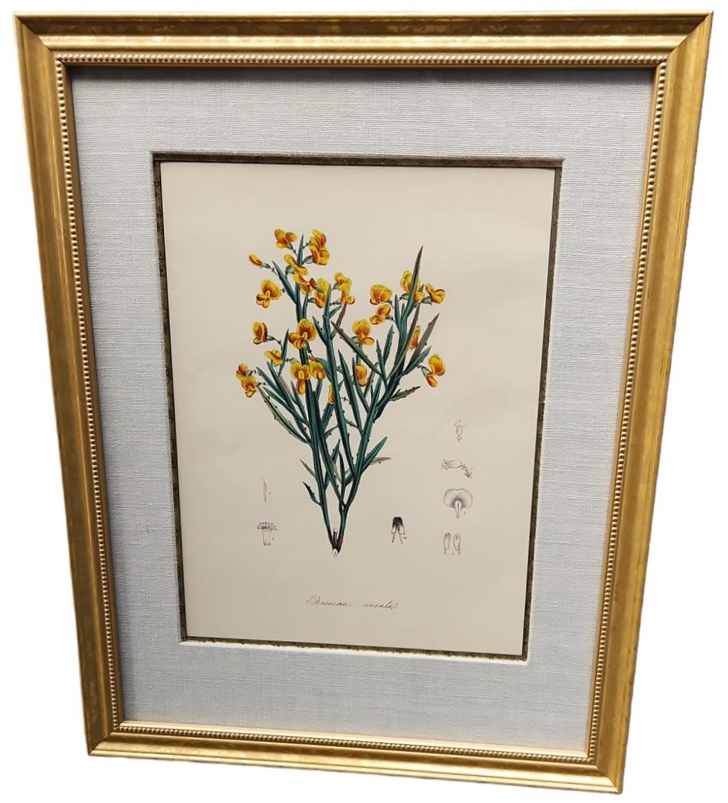 19th Century Hand Tinted Botanicals - 19 Available For Sale 5