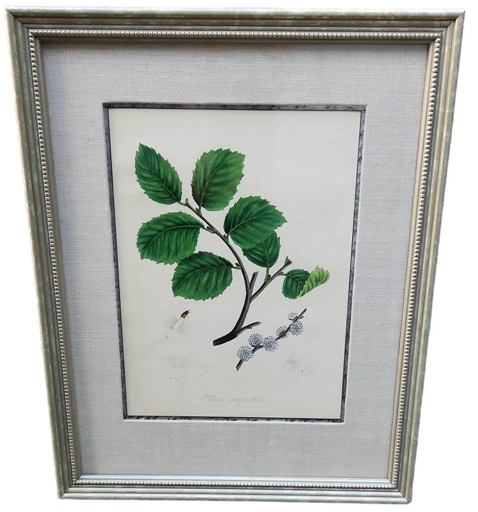 Hand getönte botanische Instrumente des 19. Jahrhunderts - 34 verfügbar im Angebot 5