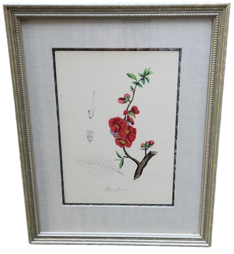 19th Century Hand Tinted Botanicals - 34 Available For Sale 6