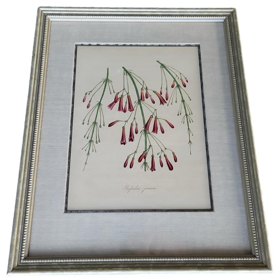 19th Century Hand Tinted Botanicals - 34 Available For Sale 7