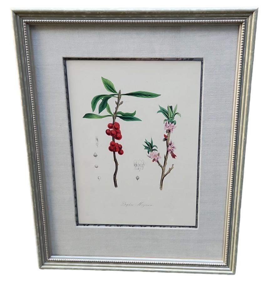 19th Century Hand Tinted Botanicals - 34 Available For Sale 8