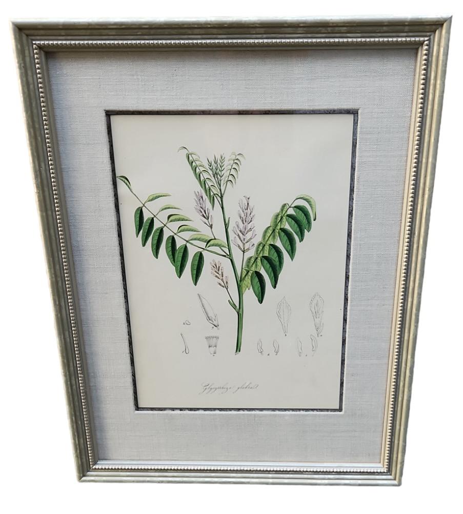 19th Century Hand Tinted Botanicals - 34 Available For Sale 9