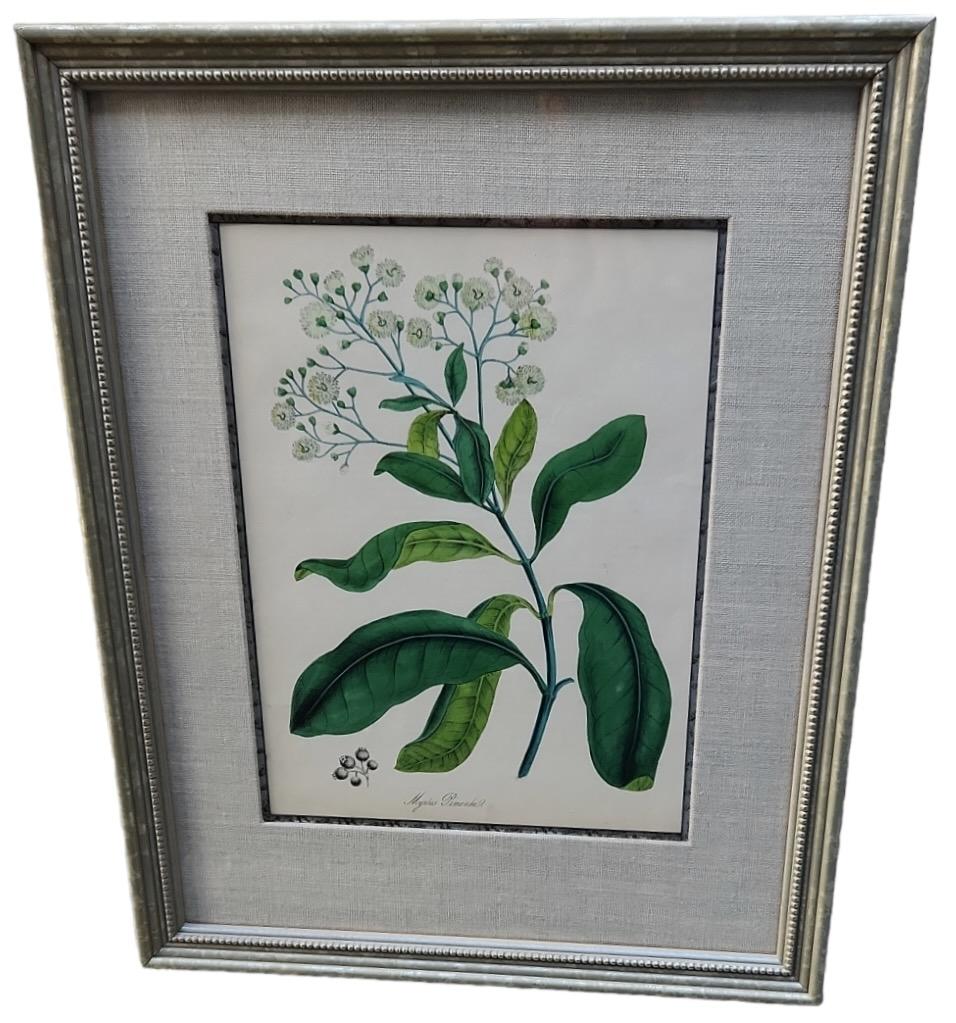 19th Century Hand Tinted Botanicals - 34 Available For Sale 10