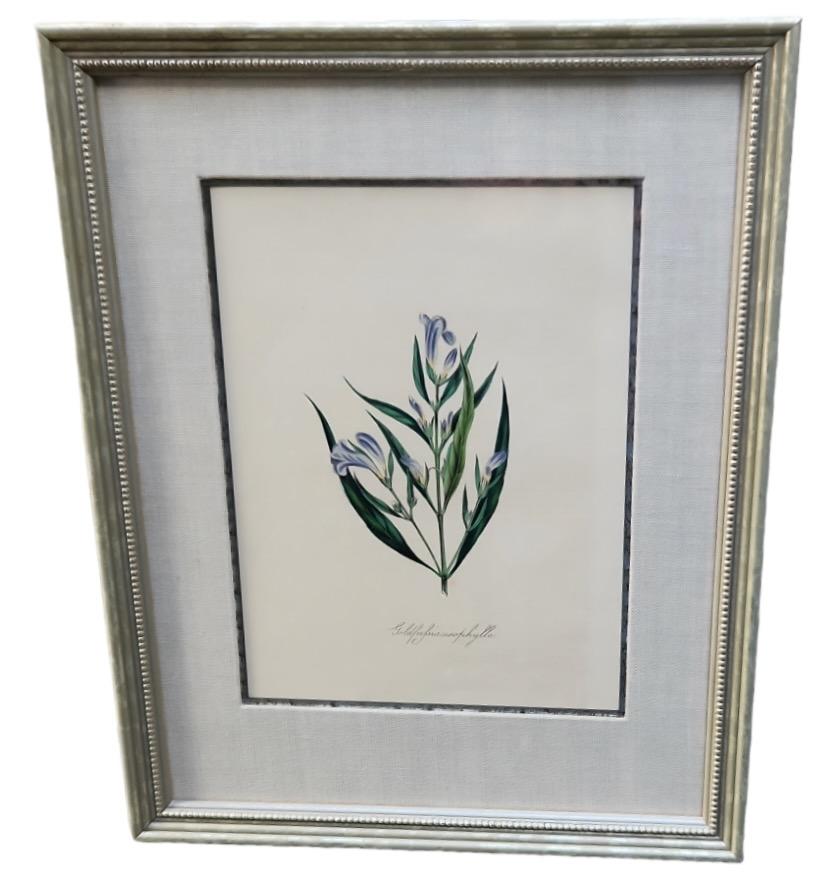 19th Century Hand Tinted Botanicals - 34 Available For Sale 11