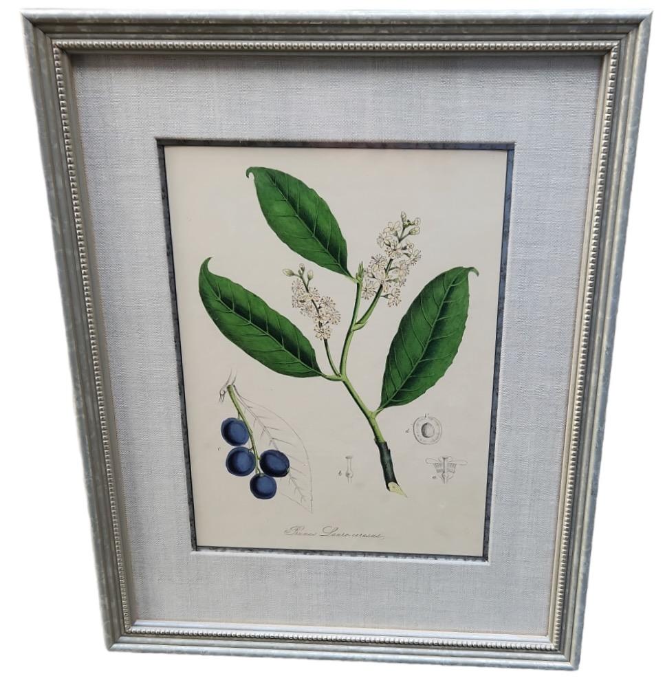 19th Century Hand Tinted Botanicals - 34 Available For Sale 12