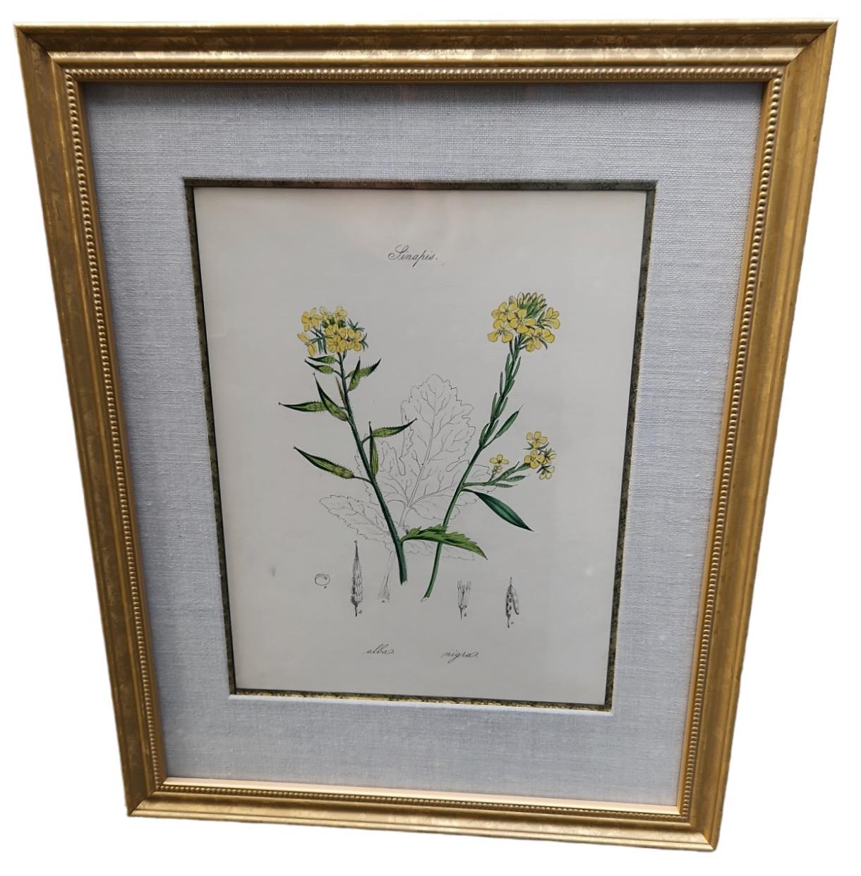 Hand tinted late 19th century botanicals. Finely detailed. Newly framed and matted. Linen matte. Gold metal leaf frames. 19 available.