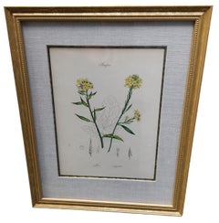 19th Century Hand Tinted Botanicals - 19 Available