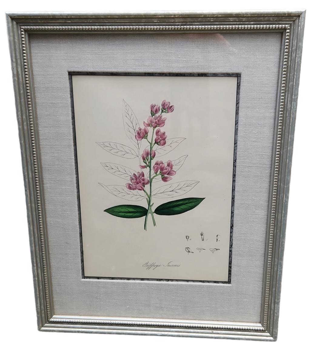 Late 19th century finely detailed. Hand detailed botanical lithographs. Newly framed and matted. Silver leaf frame. Linen matte. 34 left.