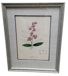 19th Century Hand Tinted Botanicals - 34 Available