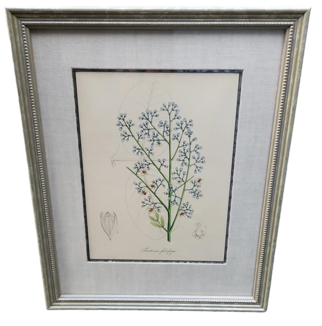 19th Century Hand Tinted Botanicals - 34 Available For Sale 13