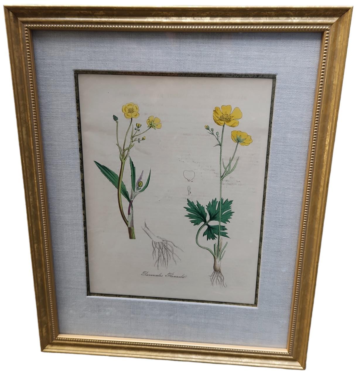 Neoclassical 19th Century Hand Tinted Botanicals - 19 Available For Sale