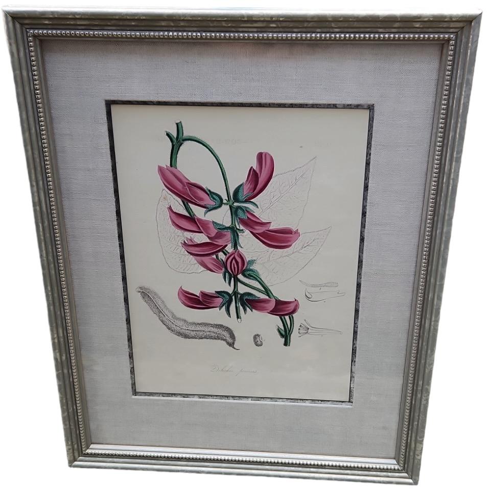 Neoclassical 19th Century Hand Tinted Botanicals - 34 Available For Sale