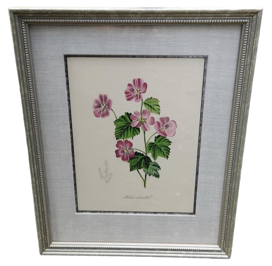 English 19th Century Hand Tinted Botanicals - 34 Available For Sale