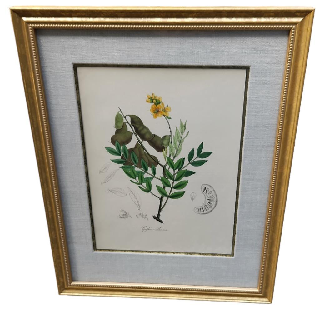 Hand-Crafted 19th Century Hand Tinted Botanicals - 19 Available For Sale