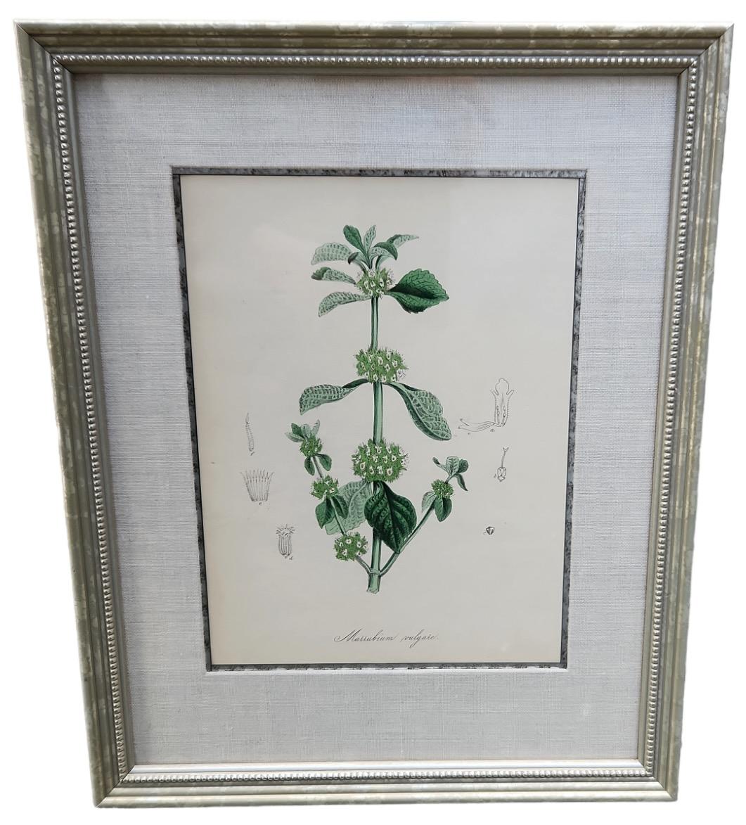 Hand-Crafted 19th Century Hand Tinted Botanicals - 34 Available For Sale