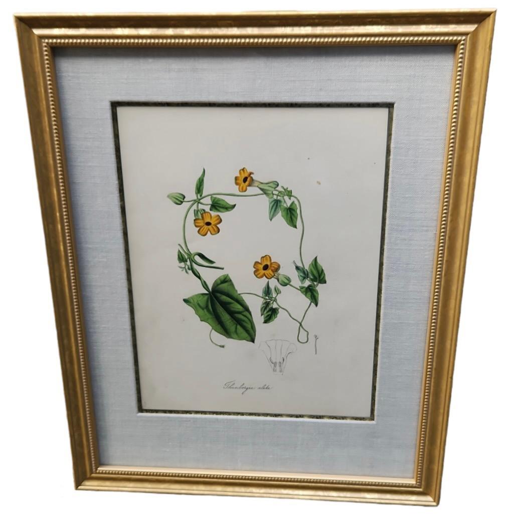 19th Century Hand Tinted Botanicals - 19 Available In Good Condition For Sale In Los Angeles, CA
