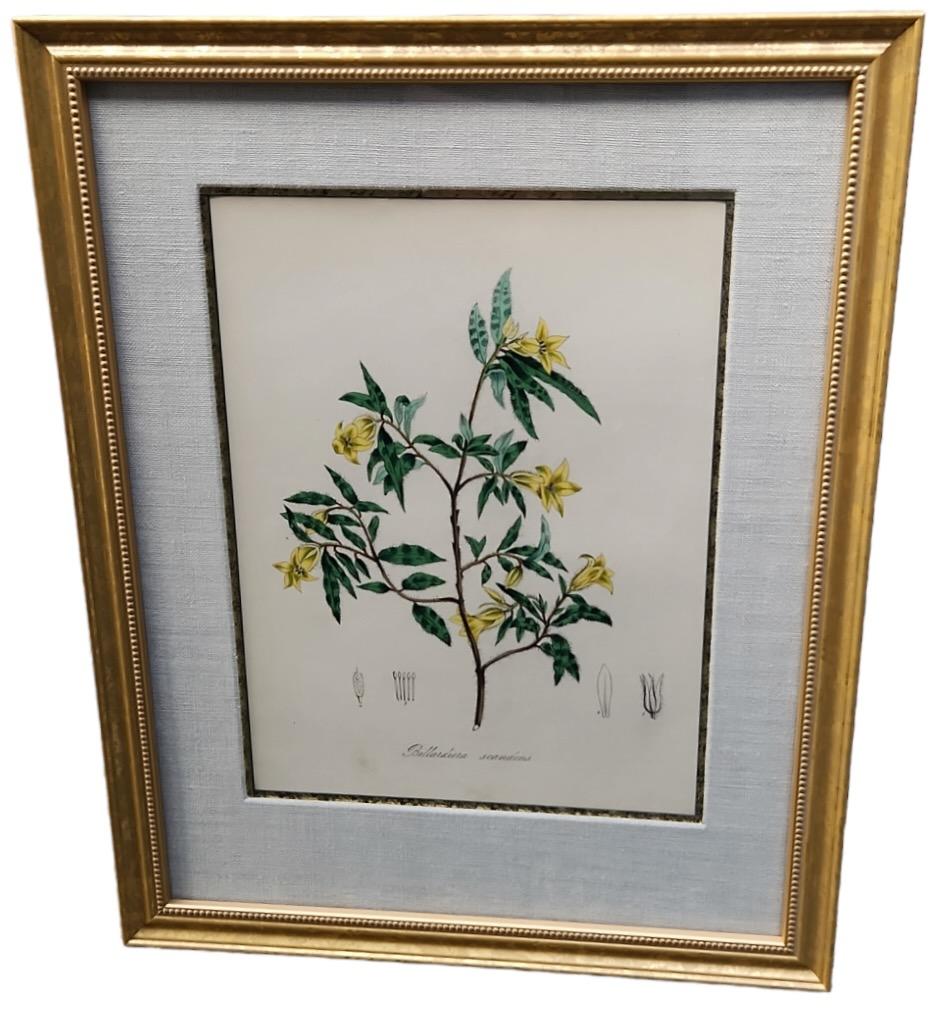 Linen 19th Century Hand Tinted Botanicals - 19 Available For Sale