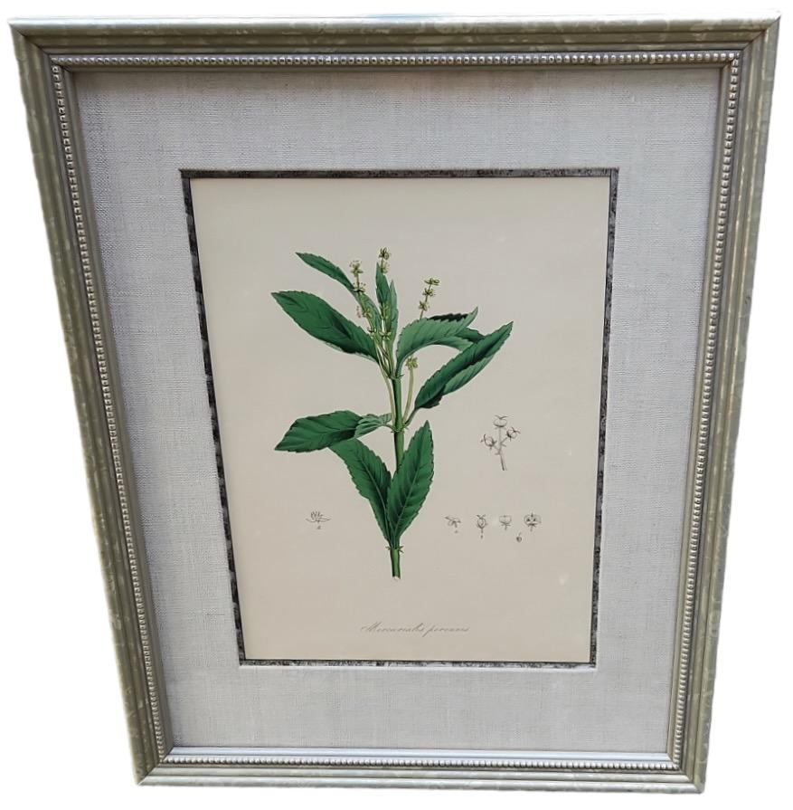 Linen 19th Century Hand Tinted Botanicals - 34 Available For Sale