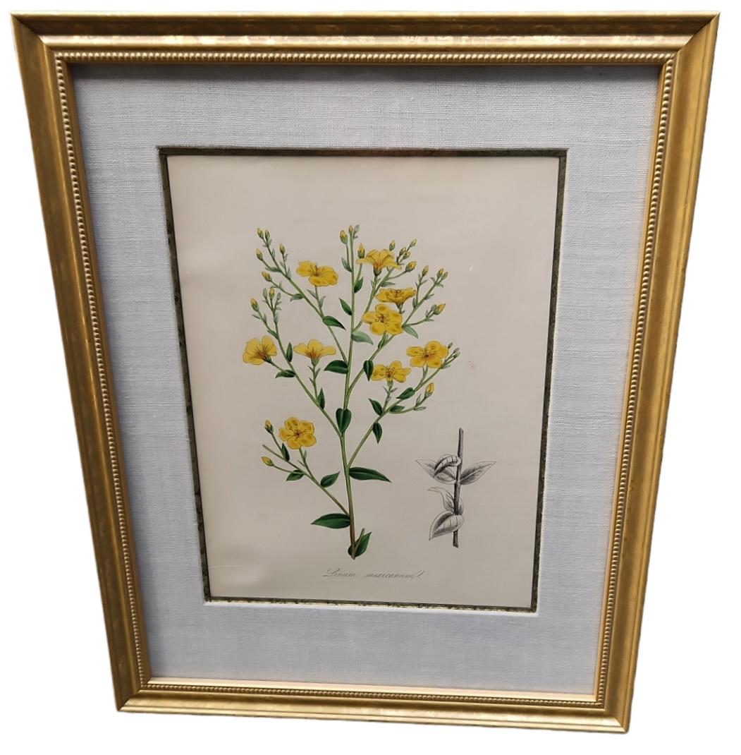 19th Century Hand Tinted Botanicals - 19 Available For Sale 1