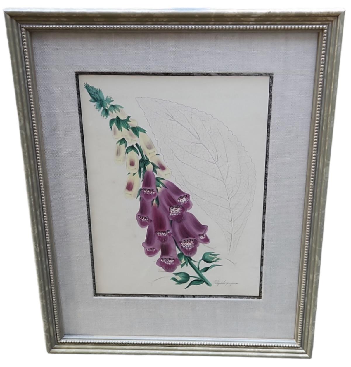 19th Century Hand Tinted Botanicals - 34 Available For Sale 1