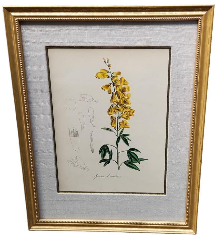 19th Century Hand Tinted Botanicals - 19 Available For Sale 2