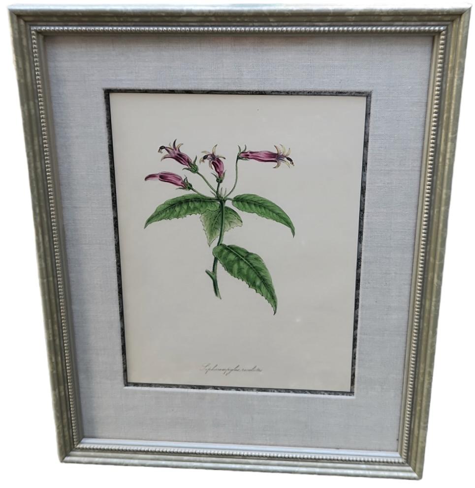 19th Century Hand Tinted Botanicals - 34 Available For Sale 2