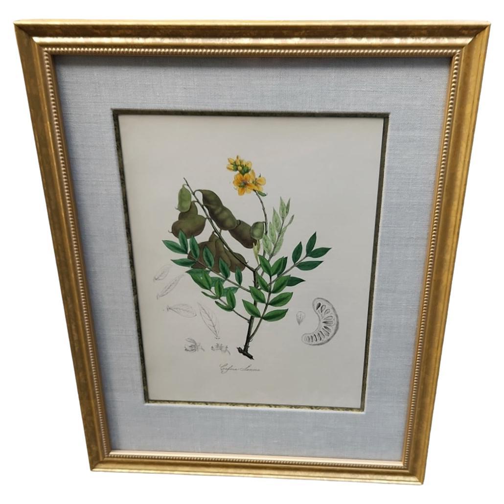 19th Century Hand Tinted Botanicals - 19 Available For Sale