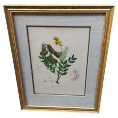 Botanique du 19ème siècle teintée à la main - 19 disponibles