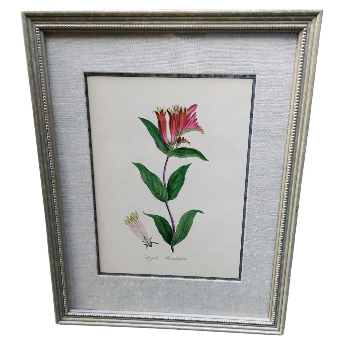 19th Century Hand Tinted Botanicals - 34 Available For Sale