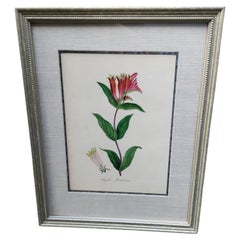 Antique 19th Century Hand Tinted Botanicals - 34 Available