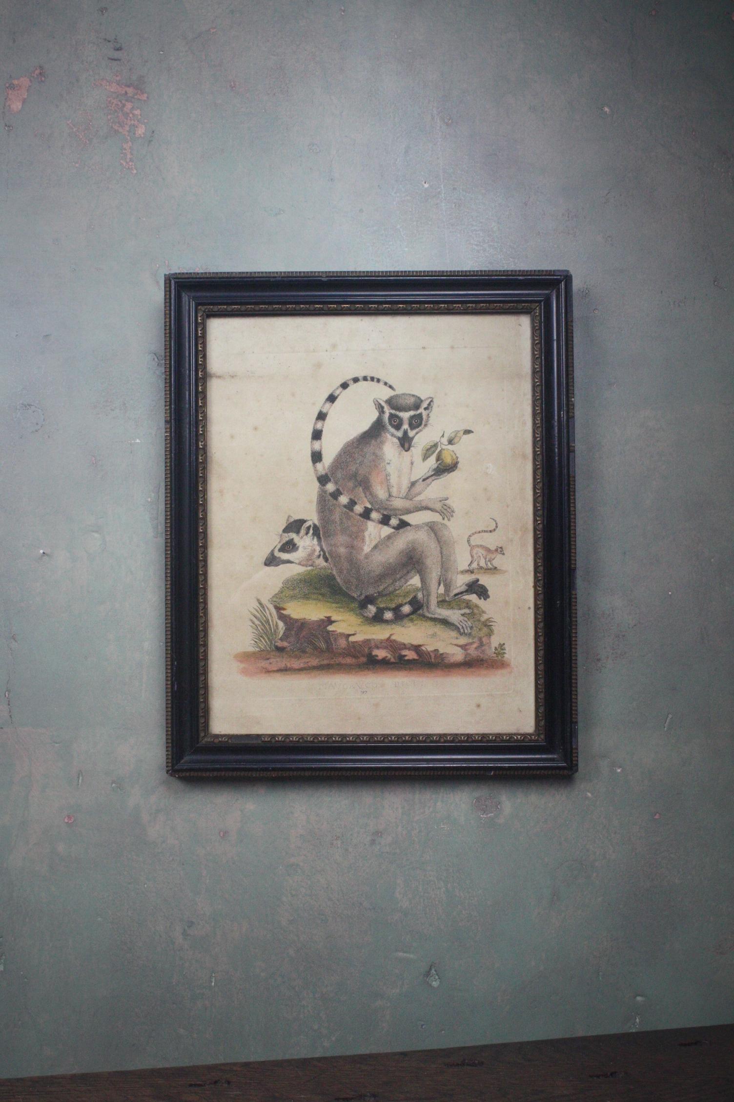 19th Century Hand Tinted Engraving Trio of Ring Tailed Lemurs Natural History 4