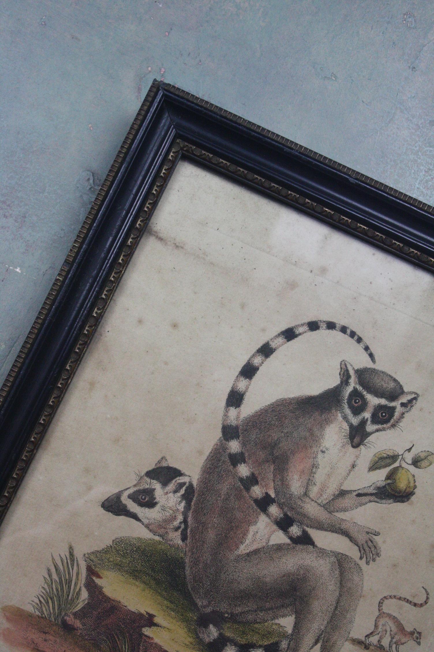 19th Century Hand Tinted Engraving Trio of Ring Tailed Lemurs Natural History 5
