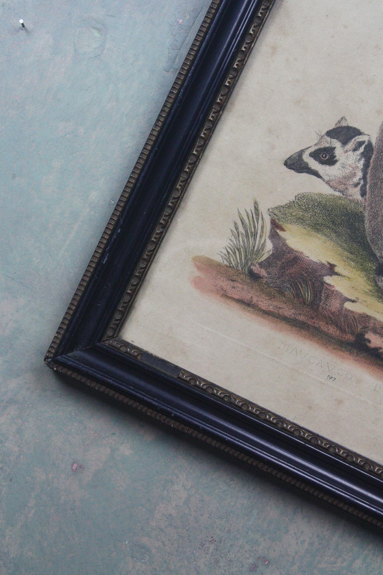 19th Century Hand Tinted Engraving Trio of Ring Tailed Lemurs Natural History 6