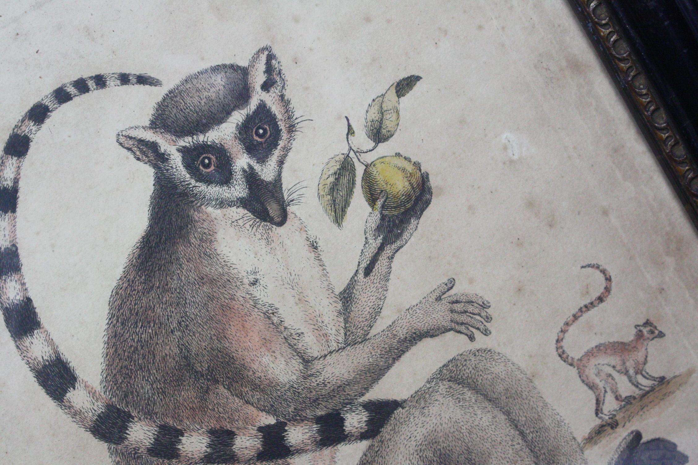 A 19th century hand colored engraving depicting a trio of ring tailed lemurs housed in a ebonised frame with gilt trim. 

Measures: 28m by 34cm.