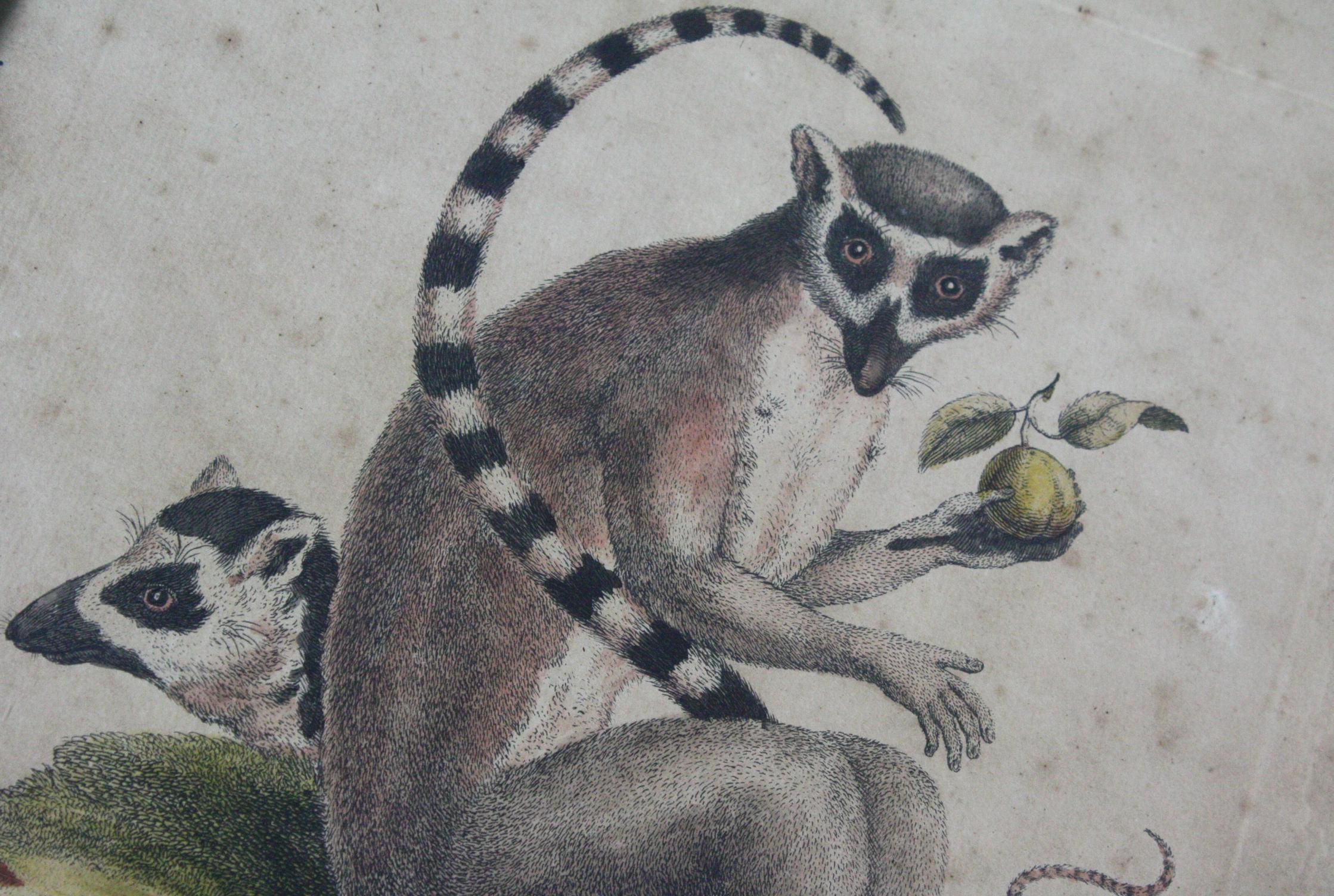 George III 19th Century Hand Tinted Engraving Trio of Ring Tailed Lemurs Natural History