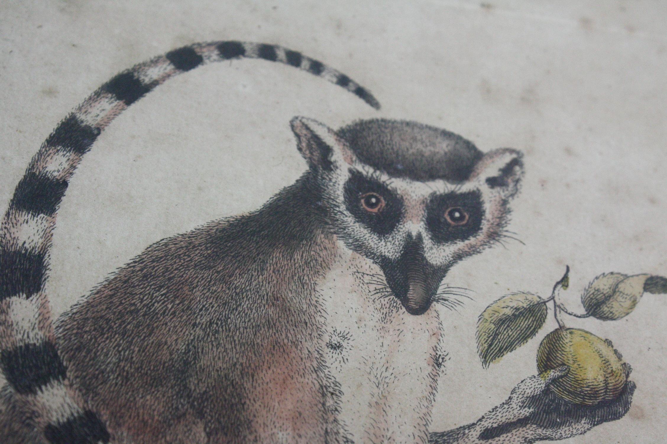 English 19th Century Hand Tinted Engraving Trio of Ring Tailed Lemurs Natural History