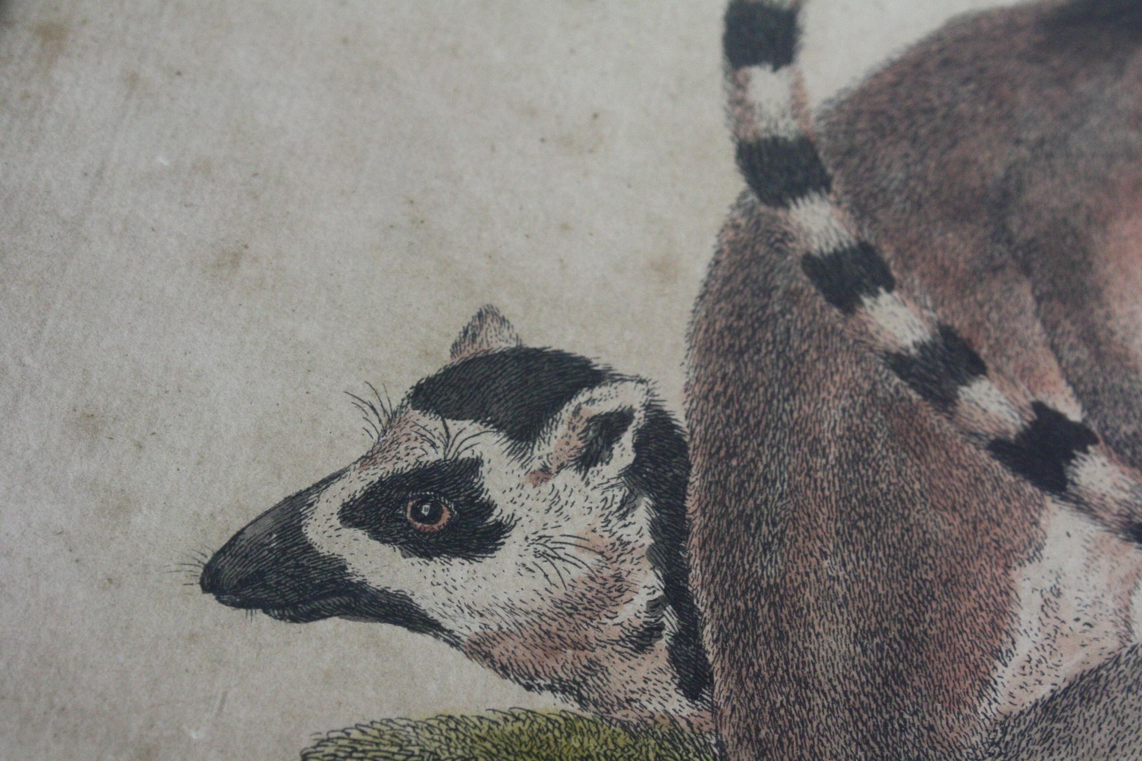 19th Century Hand Tinted Engraving Trio of Ring Tailed Lemurs Natural History In Good Condition In Lowestoft, GB