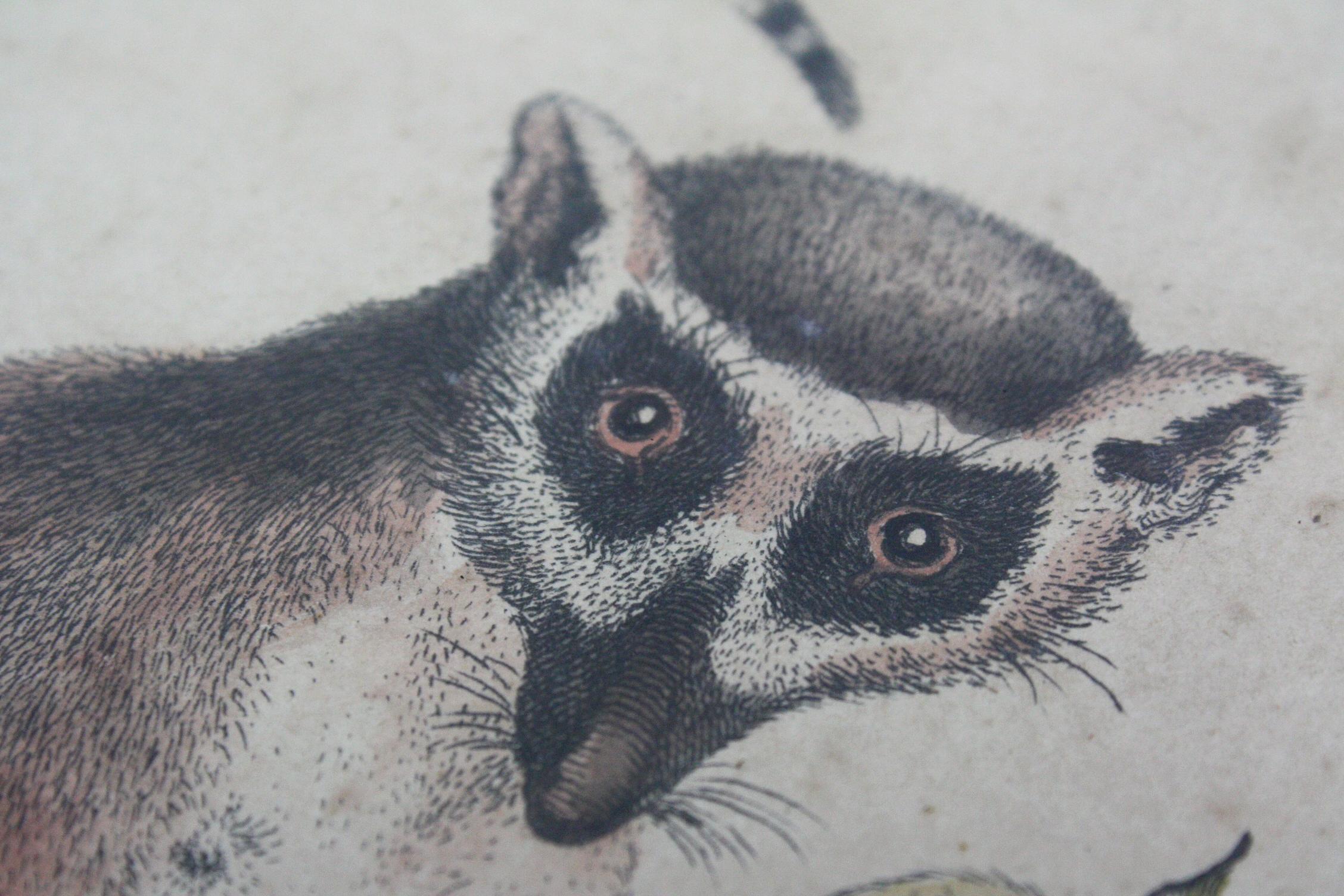 19th Century Hand Tinted Engraving Trio of Ring Tailed Lemurs Natural History 3