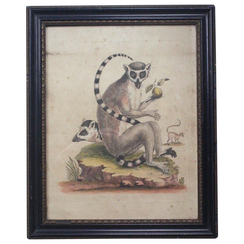 19th Century Hand Tinted Engraving Trio of Ring Tailed Lemurs Natural History