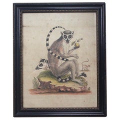19th Century Hand Tinted Engraving Trio of Ring Tailed Lemurs Natural History