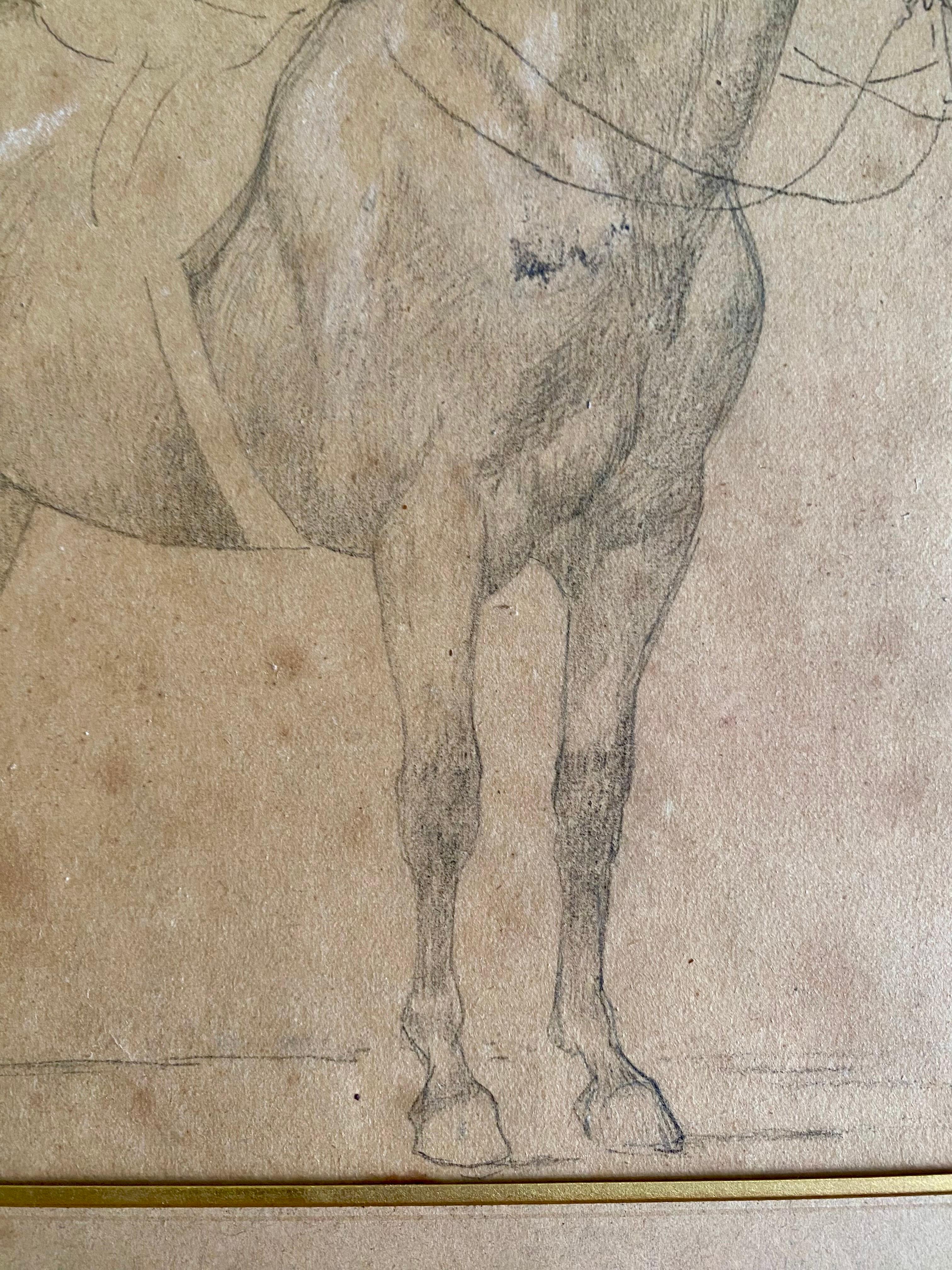 Estudio de caballo del siglo XIX - Dibujo a lápiz - Enmarcado - Francia Francés en venta