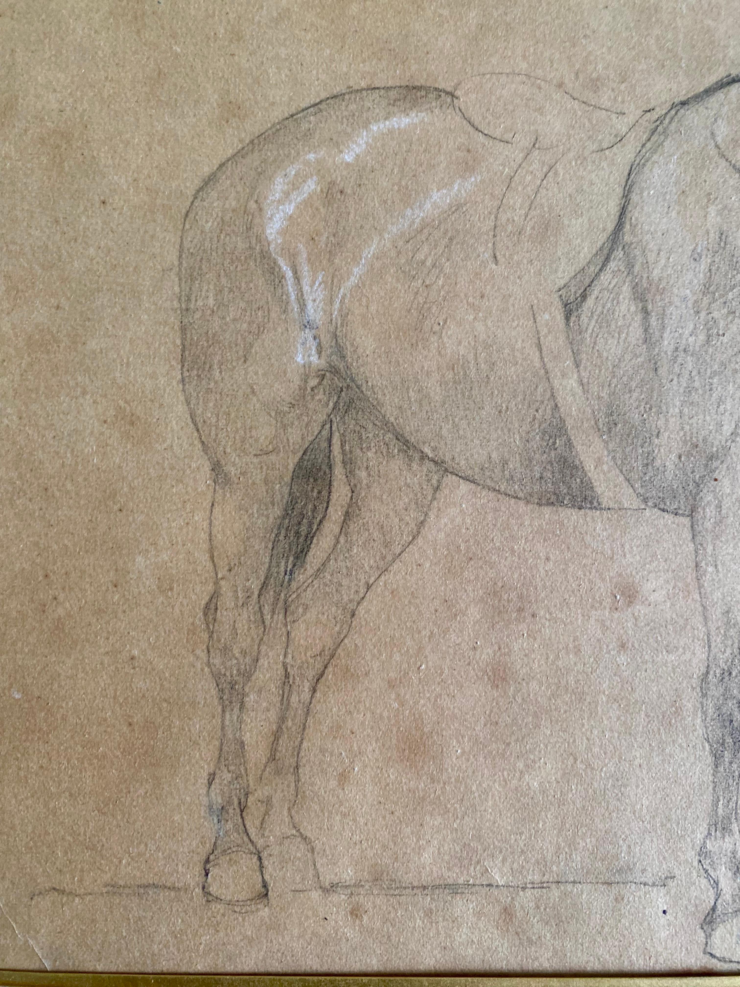 Estudio de caballo del siglo XIX - Dibujo a lápiz - Enmarcado - Francia Papel en venta